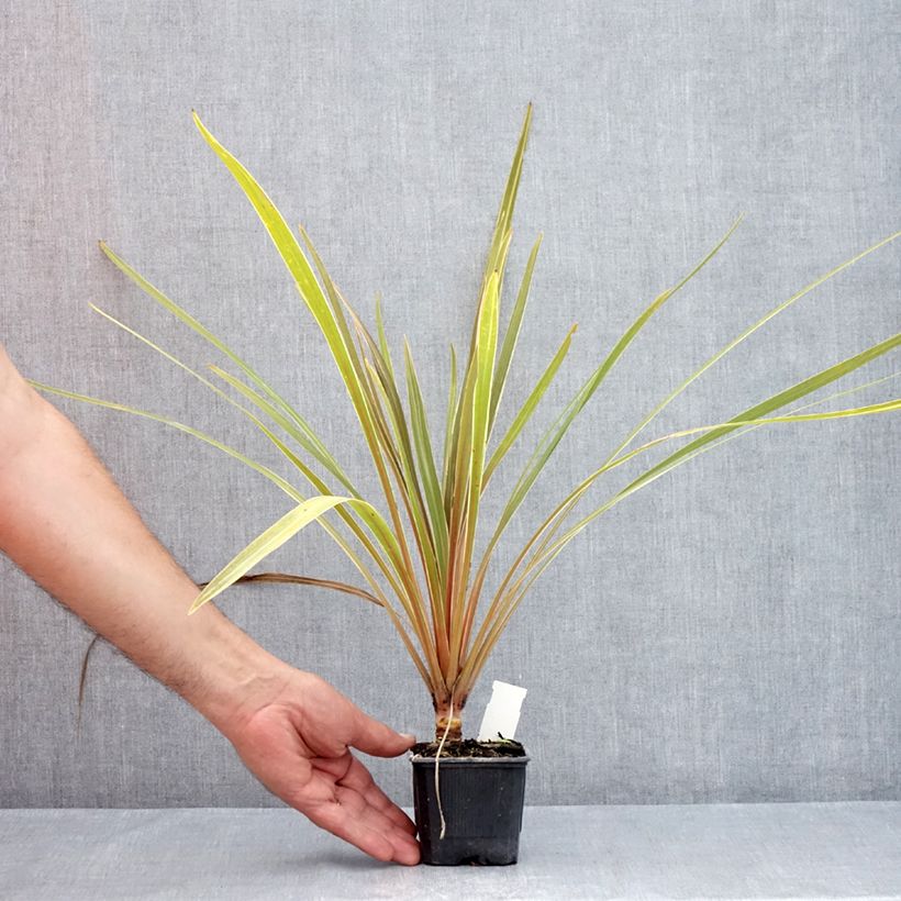 Exemplar von Cordyline australis Fantasy - Keulenlilie Kleine Töpfe von 8/9 cm wie im Sommer geliefert