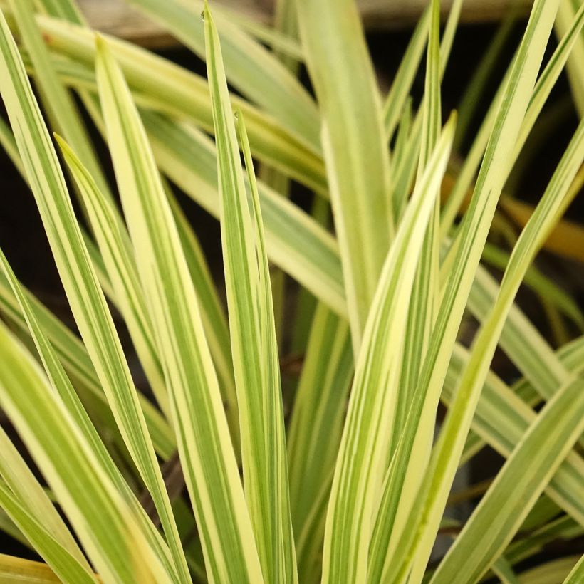 Cordyline australis Lime Passion - Keulenlilie (Laub)