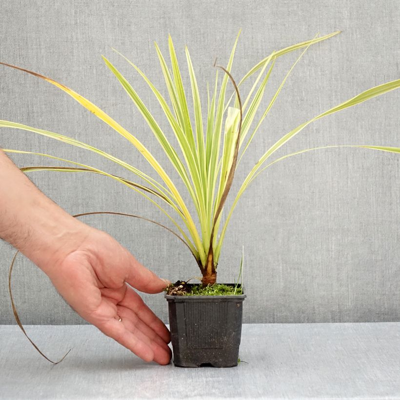 Exemplar von Cordyline australis Lime Passion - Keulenlilie Kleine Töpfe von 8/9 cm wie im Sommer geliefert