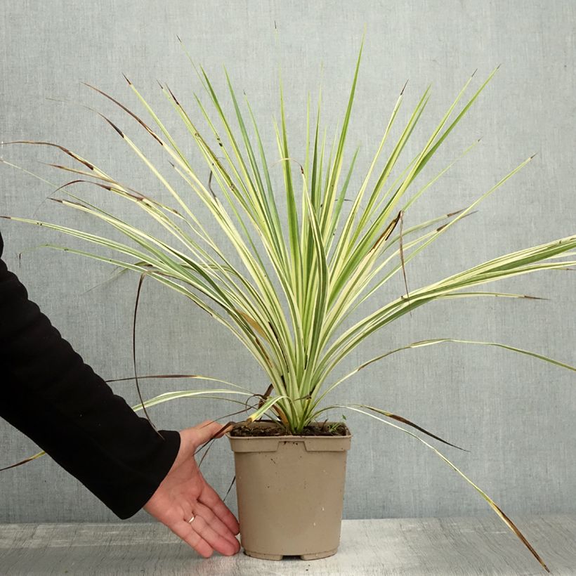Exemplar von Cordyline australis Lime Passion - Keulenlilie Topf mit 2L/3L wie im Herbst geliefert