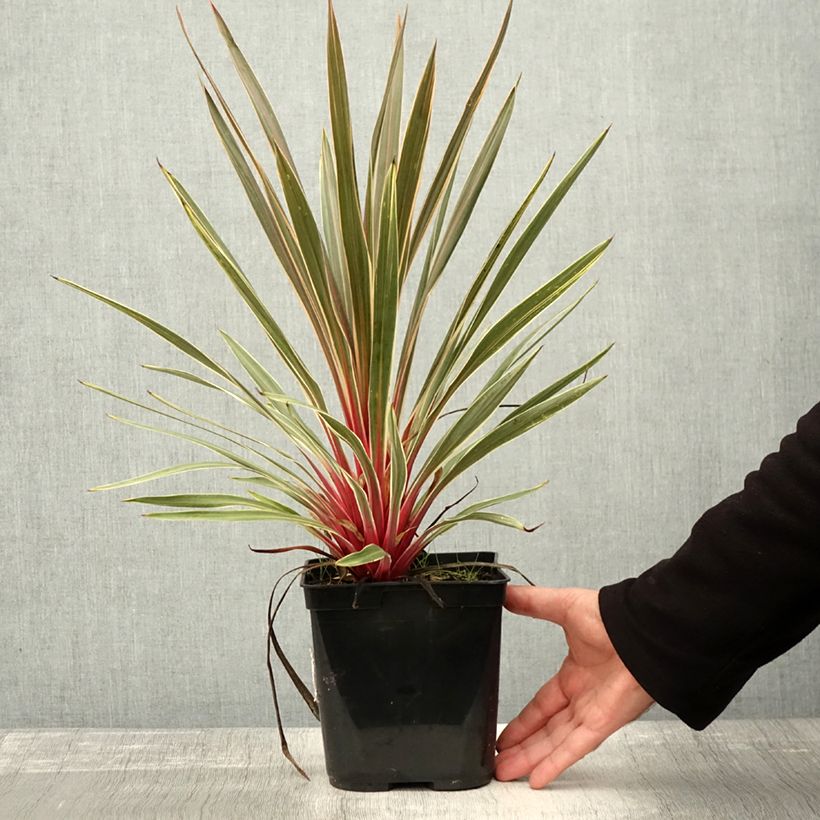 Exemplar von Cordyline australis Magic Star - Keulenlilie Topf mit 3L/4L wie im Herbst geliefert