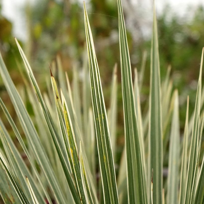 Cordyline australis Pink Champagne - Keulenlilie (Laub)