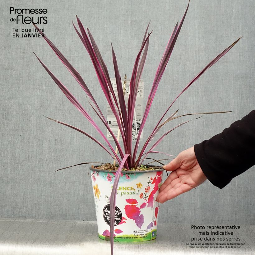 Exemplar von Cordyline australis Pink passion - Keulenlilie Topf mit 4L/5L wie im Winter geliefert