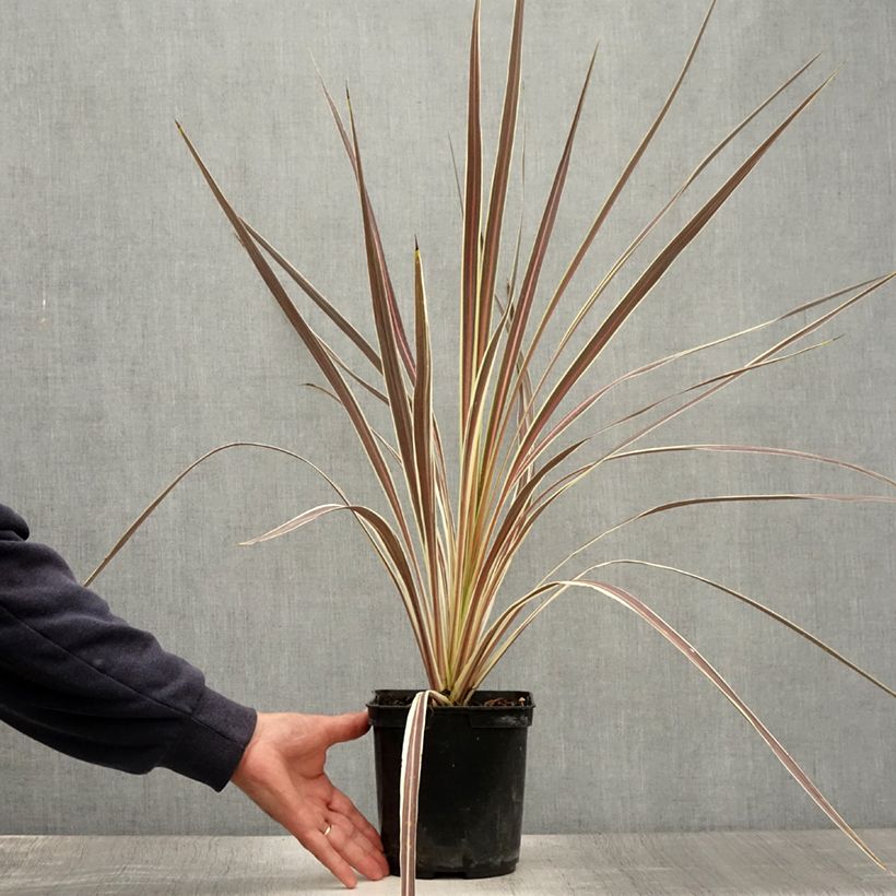 Exemplar von Cordyline banksii Electric Flash - Keulenlilie Topf mit 3L/4L wie im Sommer geliefert