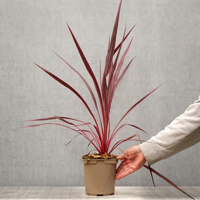 Exemplar von Cordyline banksii Electric Pink - Keulenlilie Topf mit 3L/4L wie im Sommer geliefert