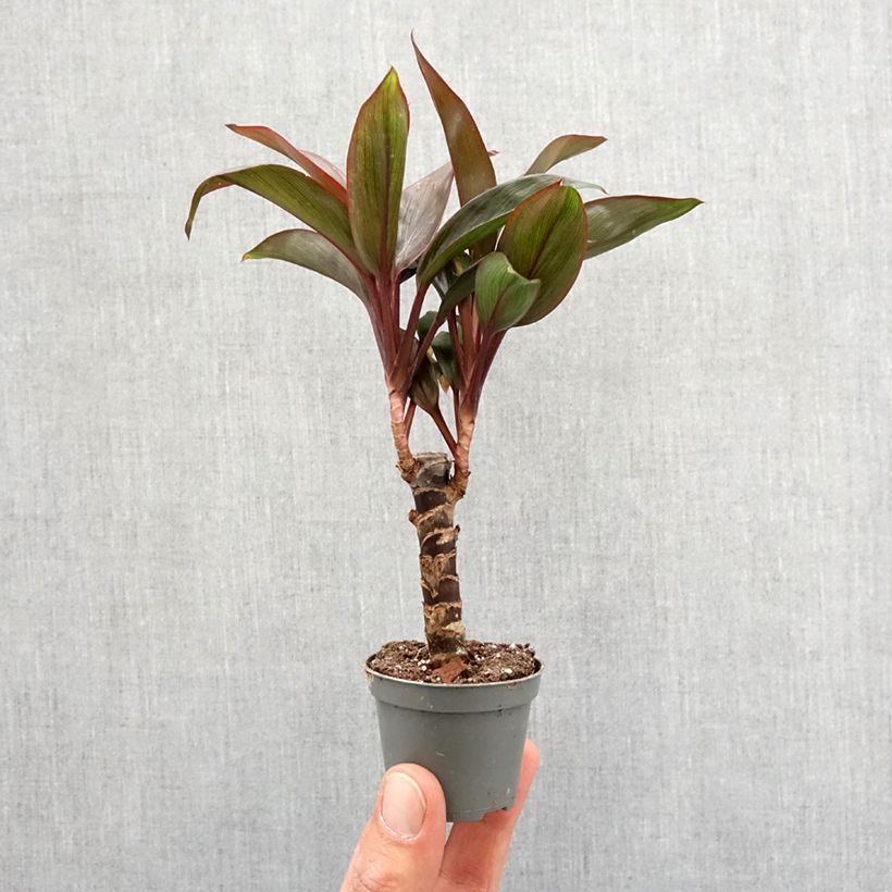 Exemplar von Cordyline fructicosa Purple Compacta - Keulenlilie Mini-plante wie im Frühjahr geliefert