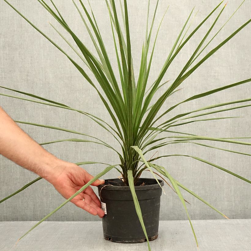 Exemplar von Cordyline indivisa - Keulenlilie Topf mit 3L/4L wie im Sommer geliefert