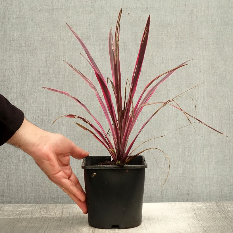 Exemplar von Cordyline Paso Doble - Keulenlilie Topf mit 1,5L/2L wie im Herbst geliefert