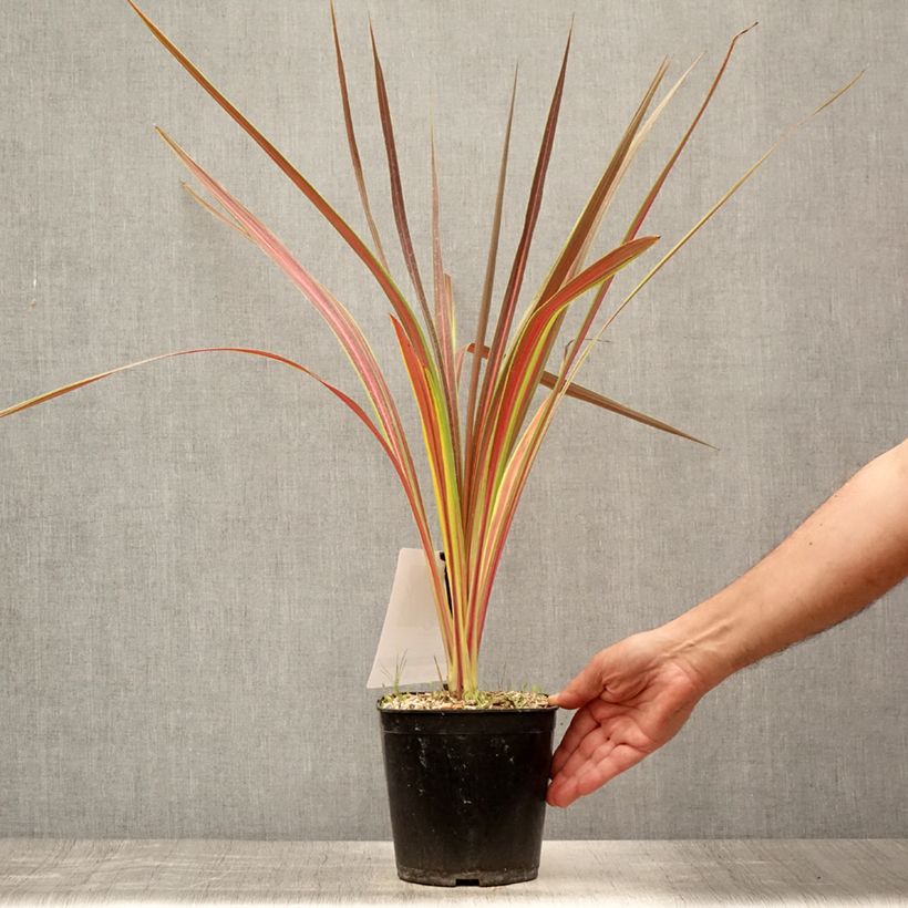 Exemplar von Cordyline banksii Electric Star - Keulenlilie Topf mit 3L/4L wie im Sommer geliefert