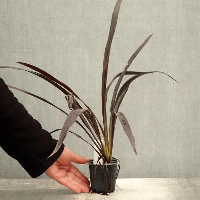 Exemplar von Cordyline banksii Renegade - Keulenlilie Kleine Töpfe von 8/9 cm wie im Herbst geliefert