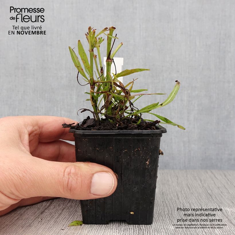 Exemplar von Mädchenauge Cosmic Eye - Coreopsis Kleine Töpfe von 8/9 cm wie im Herbst geliefert