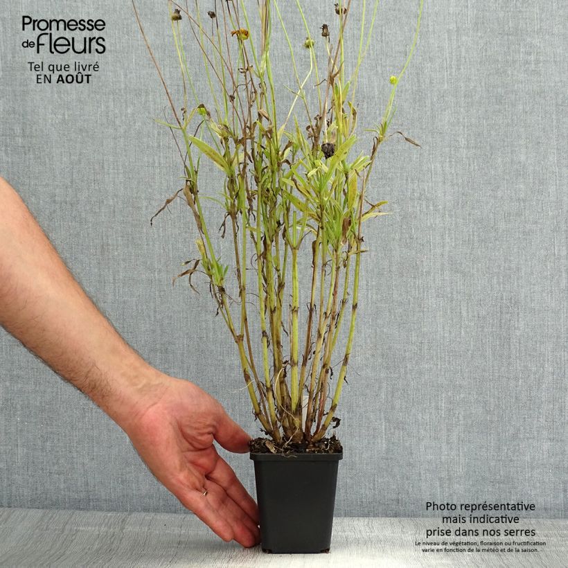 Exemplar von Zwergiges Mädchenauge Baby Gold - Coreopsis lanceolata Kleine Töpfe von 8/9 cm wie im Sommer geliefert