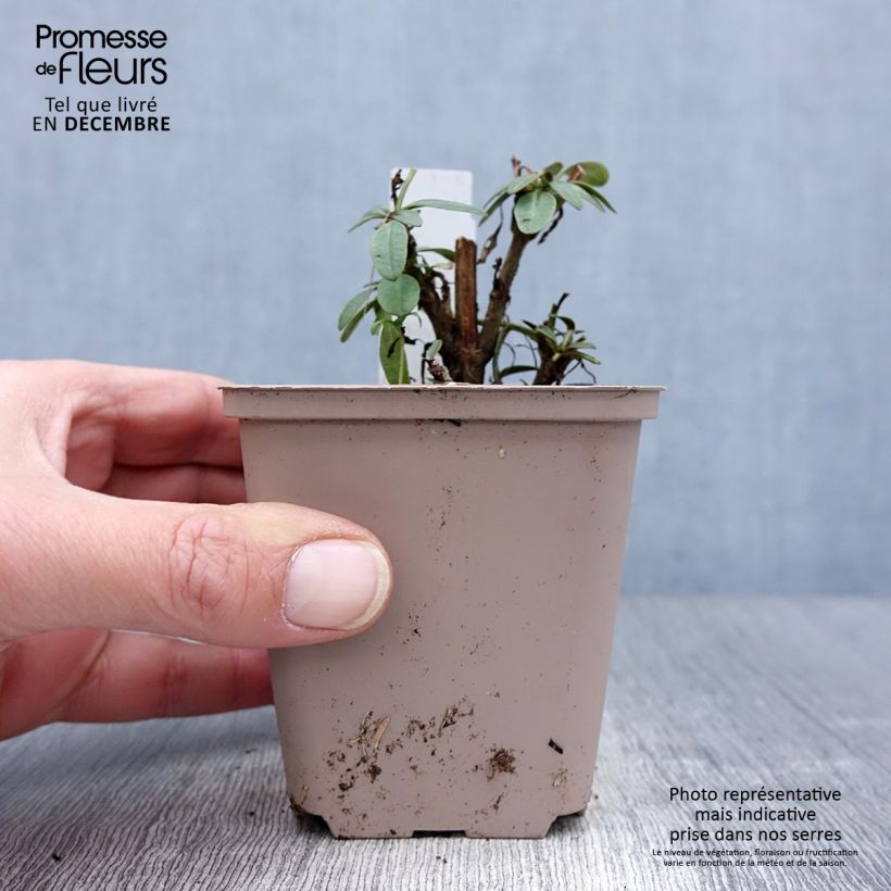 Exemplar von Zwergiges Mädchenauge Walter - Coreopsis lanceolata Kleine Töpfe von 8/9 cm wie im Winter geliefert