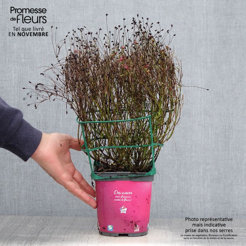 Exemplar von Mädchenauge Limerock Passion - Coreopsis Topf mit 2L/3L wie im Herbst geliefert