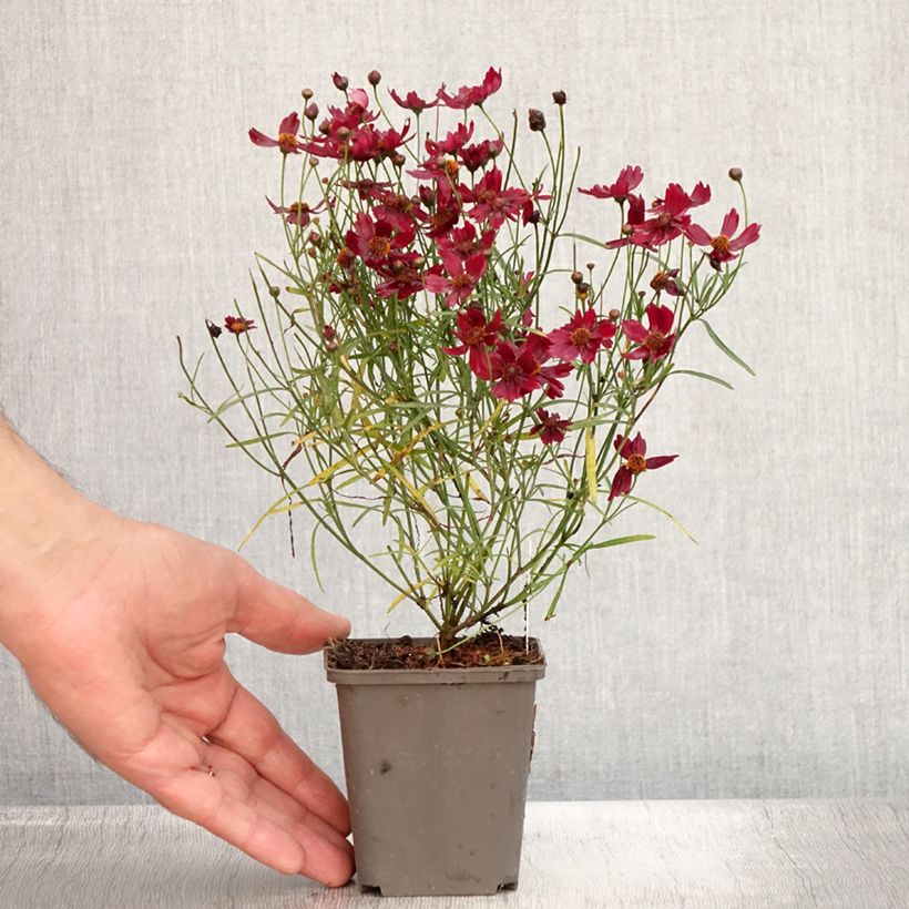 Exemplar von Mädchenauge Limerock ruby - Coreopsis rosea Kleine Töpfe von 8/9 cm wie im Sommer geliefert