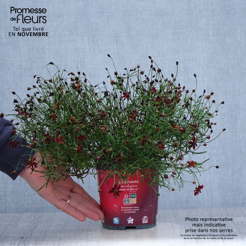 Exemplar von Mädchenauge Limerock ruby - Coreopsis rosea Topf mit 2L/3L wie im Herbst geliefert