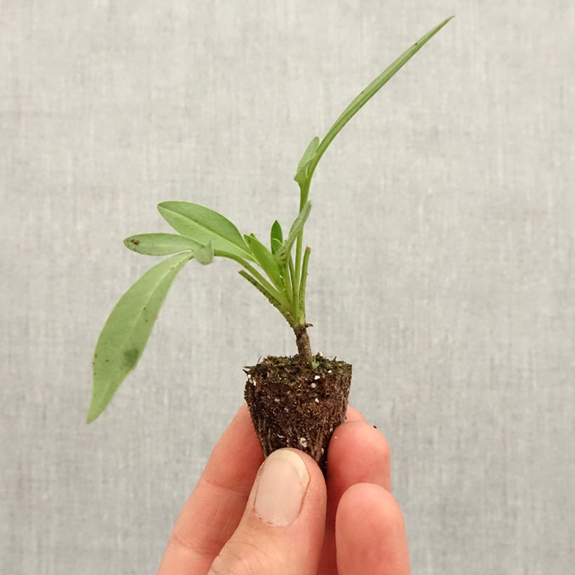 Exemplar von Mädchenauge Uptick Cream - Coreopsis Mini-Plug Ø 3/4 cm wie im Frühjahr geliefert