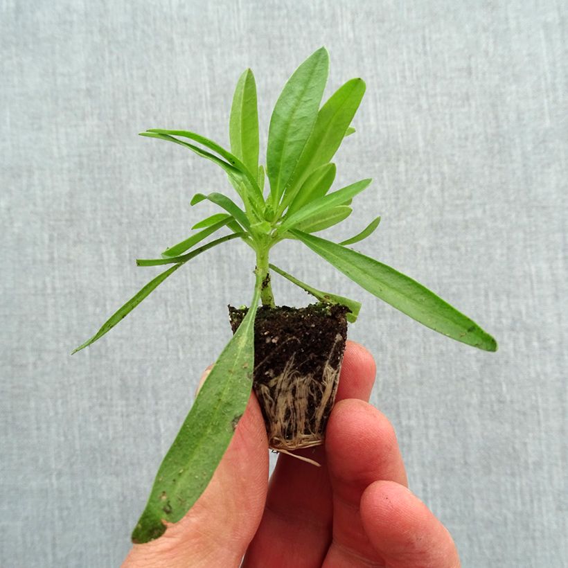 Exemplar von Mädchenauge Uptick Yellow and Red - Coreopsis Mini-Plug Ø 3/4 cm wie im Frühjahr geliefert