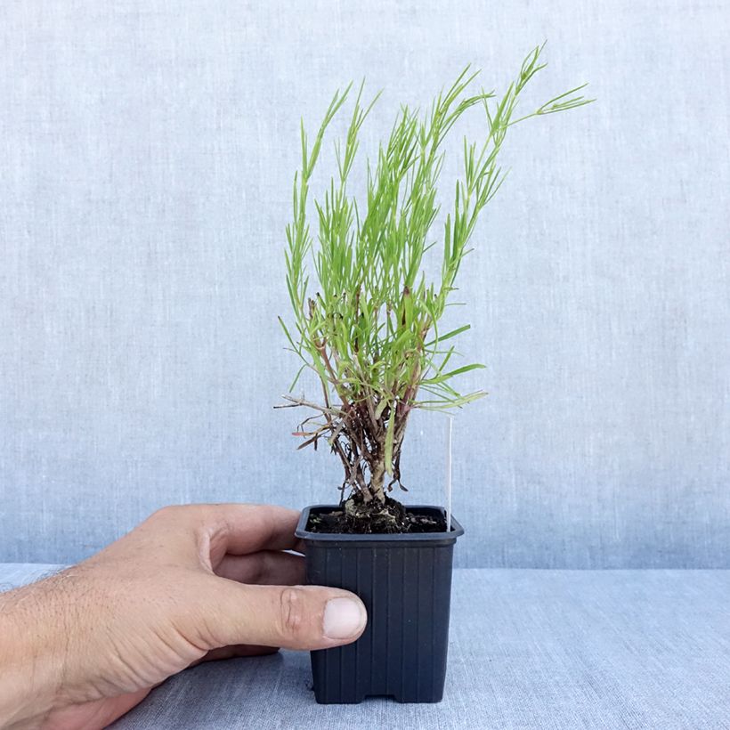 Exemplar von Mädchenauge Bengal Tiger - Coreopsis verticillata Kleine Töpfe von 8/9 cm wie im Sommer geliefert