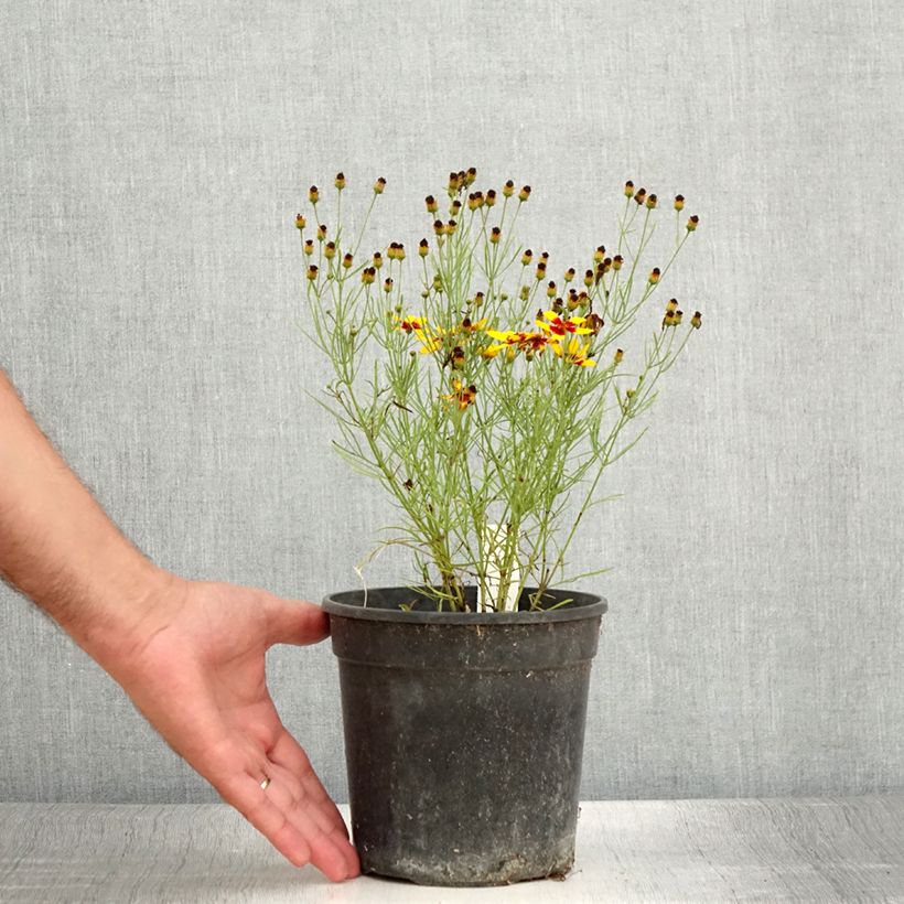 Exemplar von Mädchenauge S&S Curry Up - Coreopsis verticillata Topf mit 2L/3L wie im Sommer geliefert