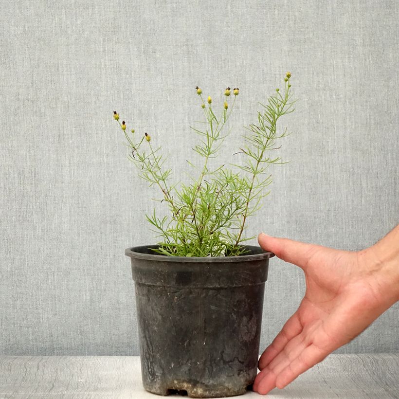 Exemplar von Mädchenauge S&S Sassy Saffron - Coreopsis verticillata Topf mit 2L/3L wie im Sommer geliefert