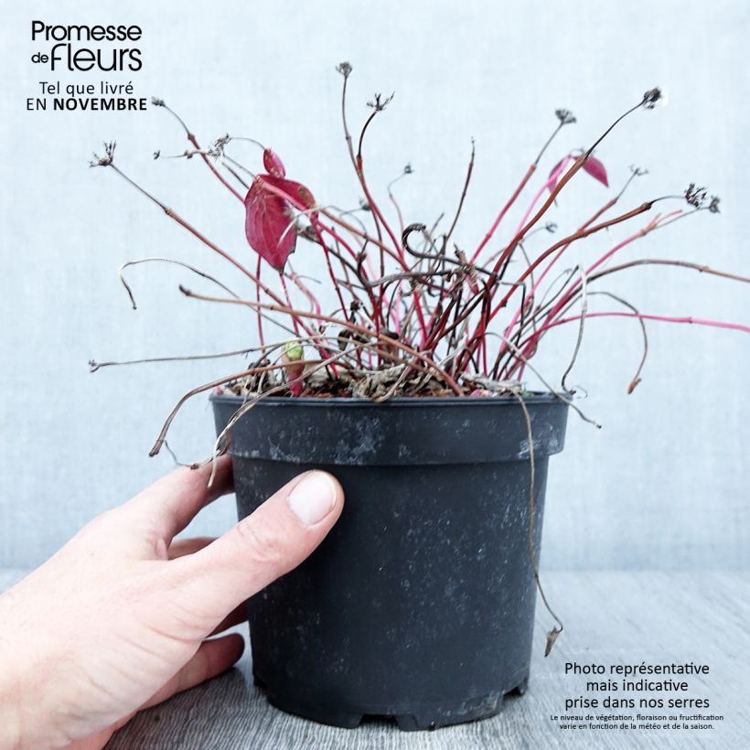 Exemplar von Cornus canadensis - Kanadischer Hartriegel Topf mit 2L/3L wie im Herbst geliefert
