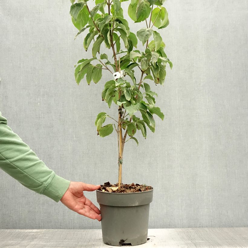 Exemplar von Japanischer Blumen-Hartriegel Schmetterling - Cornus kousa Topf mit 4L/5L wie im Sommer geliefert