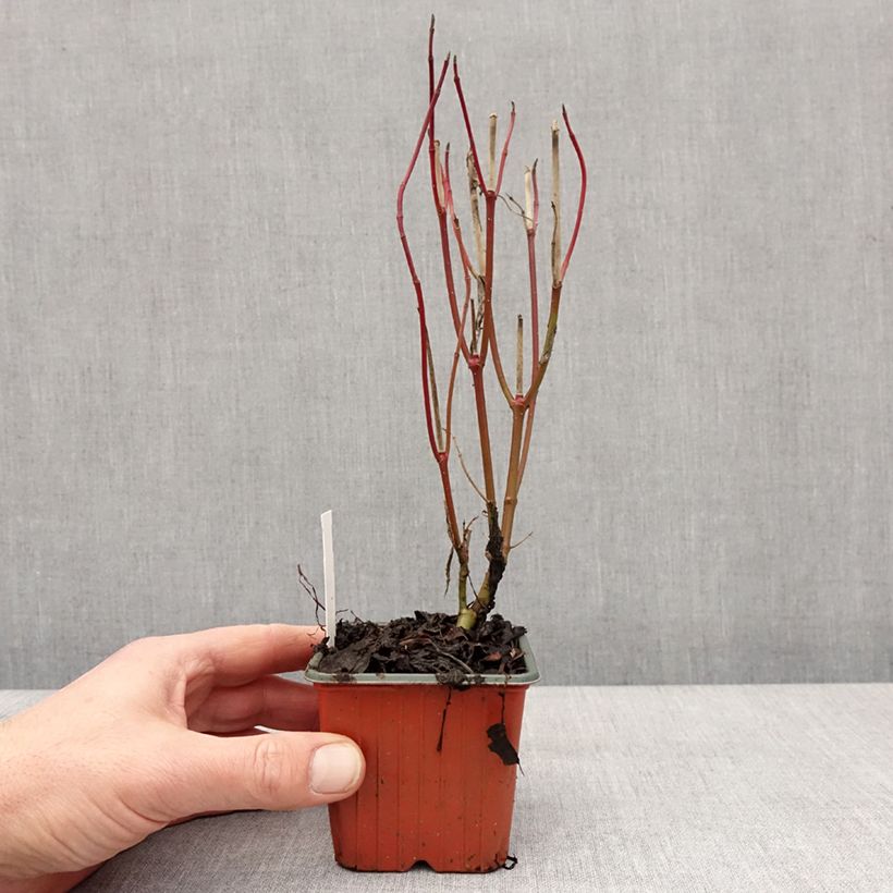 Exemplar von Cornus alba Elegantissima - Tatarischer Hartriegel Kleine Töpfe von 8/9 cm wie im Winter geliefert