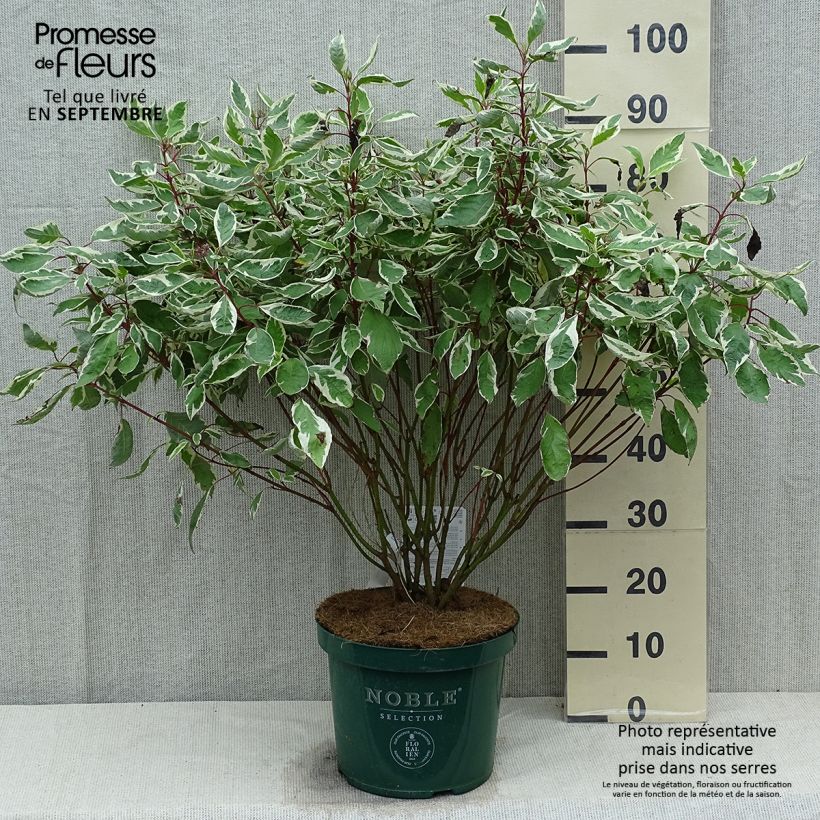 Exemplar von Cornus alba Ivory Halo - Tatarischer Hartriegel Topf mit 7,5L/10L wie im Sommer geliefert