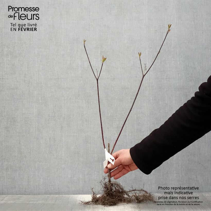 Exemplar von Cornus alba Kesselringii - Tatarischer Hartriegel Wurzelnackt wie im Winter geliefert