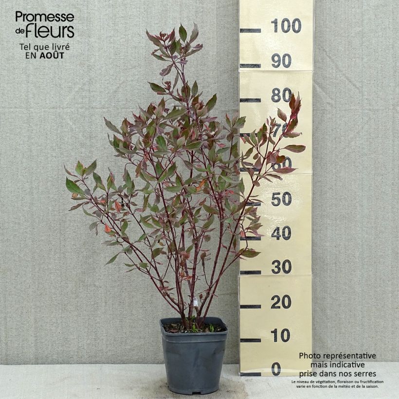Exemplar von Cornus alba Miracle - Tatarischer Hartriegel Topf mit 3L/4L wie im Sommer geliefert