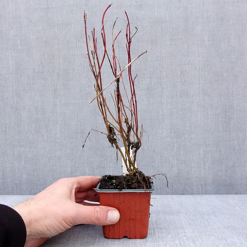 Exemplar von Cornus alba Neon Burst - Tatarischer Hartriegel Kleine Töpfe von 8/9 cm wie im Winter geliefert
