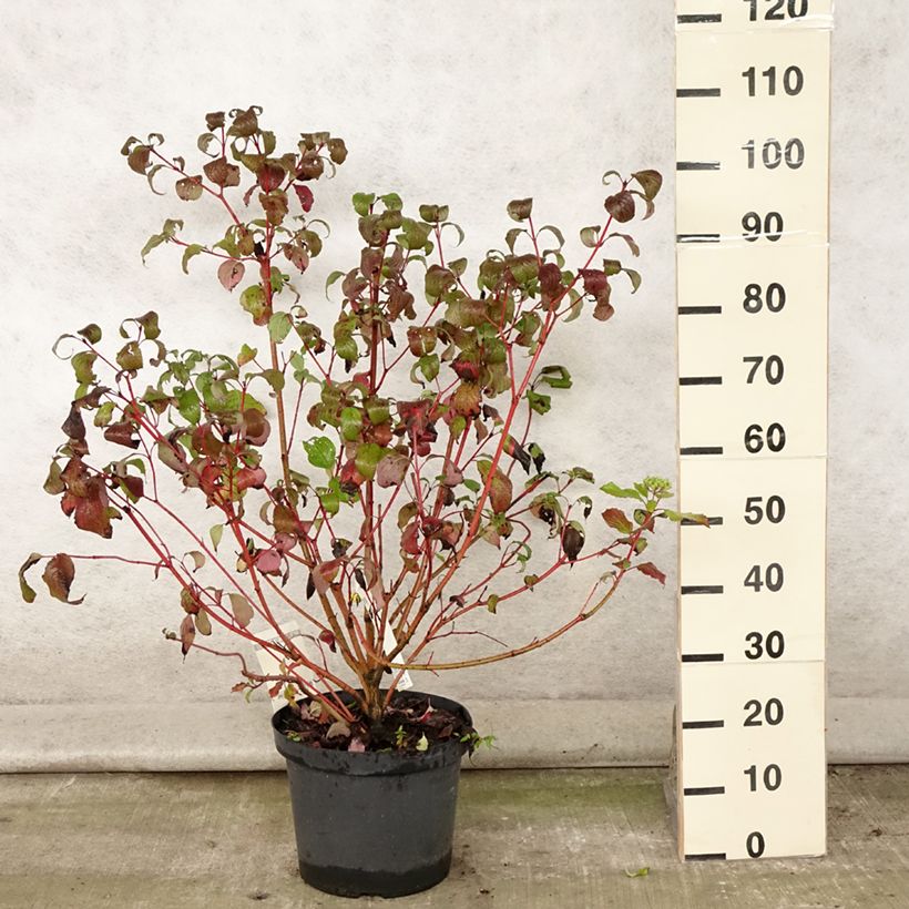 Exemplar von Cornus alba Siberian Pearls - Tatarischer Hartriegel Topf mit 7,5L/10L wie im Sommer geliefert