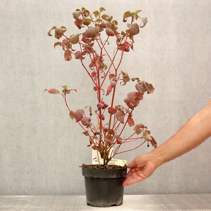 Exemplar von Cornus alba Siberian Pearls - Tatarischer Hartriegel Topf mit 3L/4L wie im Sommer geliefert