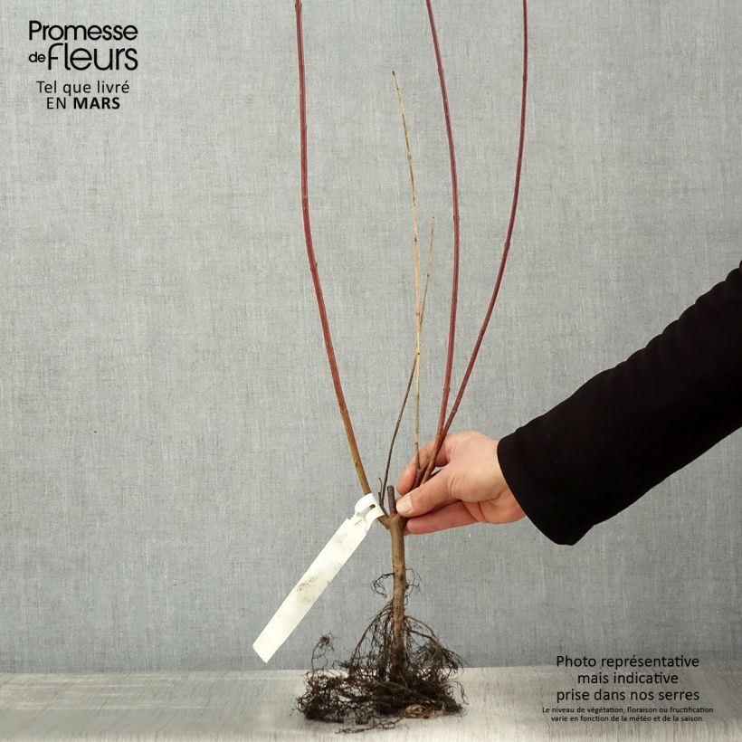 Exemplar von Cornus alba Sibirica - Tatarischer Hartriegel Wurzelnackt wie im Frühjahr geliefert