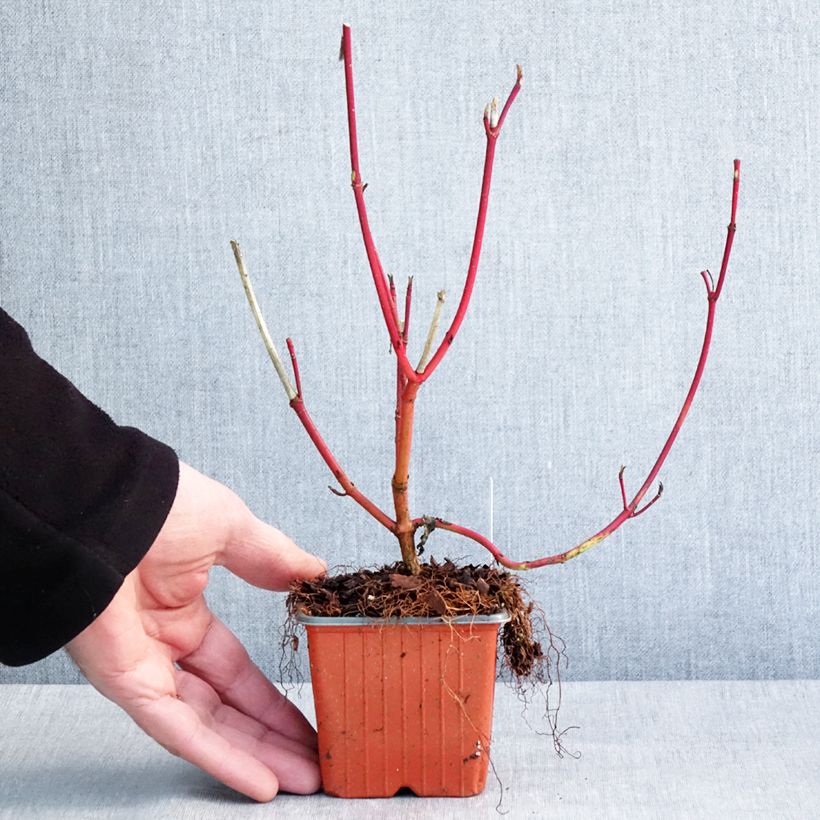 Exemplar von Cornus alba Sibirica - Tatarischer Hartriegel Kleine Töpfe von 8/9 cm wie im Winter geliefert