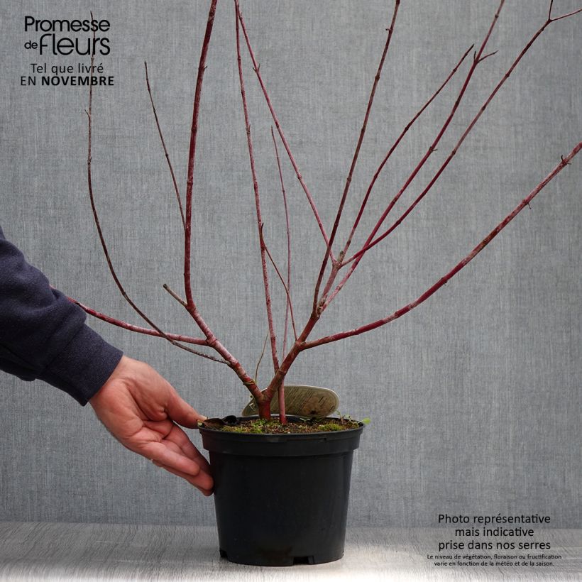 Exemplar von Cornus alba Spaethii - Tatarischer Hartriegel Topf mit 4L/5L wie im Herbst geliefert