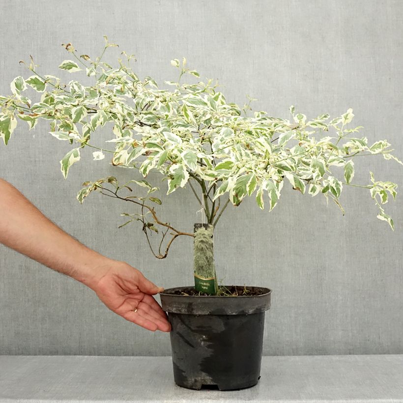 Exemplar von Cornus alternifolia Argentea - Wechselblättriger Hartriegel Topf mit 3L/4L wie im Sommer geliefert