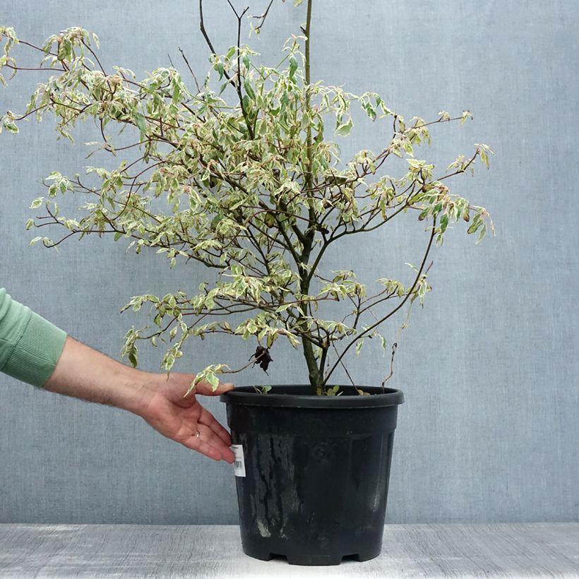 Exemplar von Cornus alternifolia Argentea - Wechselblättriger Hartriegel Topf mit 12L/15L wie im Sommer geliefert