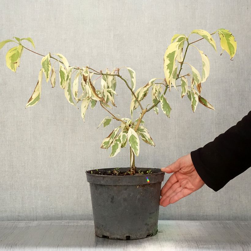 Exemplar von Benthams Hartriegel Gold Star - Cornus controversa Topf mit 4L/5L wie im Herbst geliefert