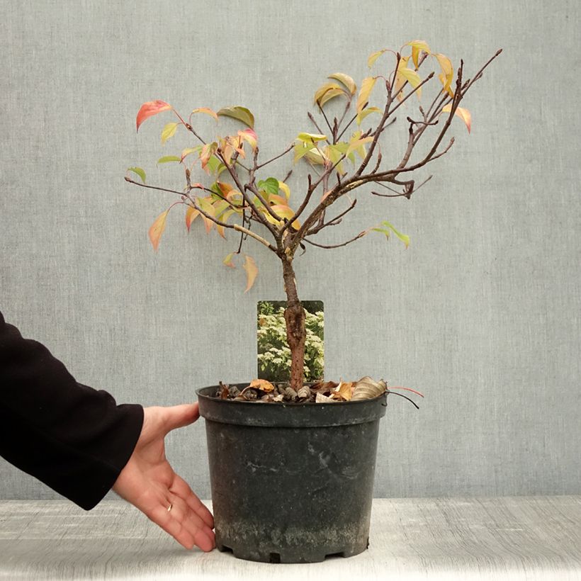 Exemplar von Benthams Hartriegel Green Carpet - Cornus controversa Topf mit 4L/5L wie im Herbst geliefert