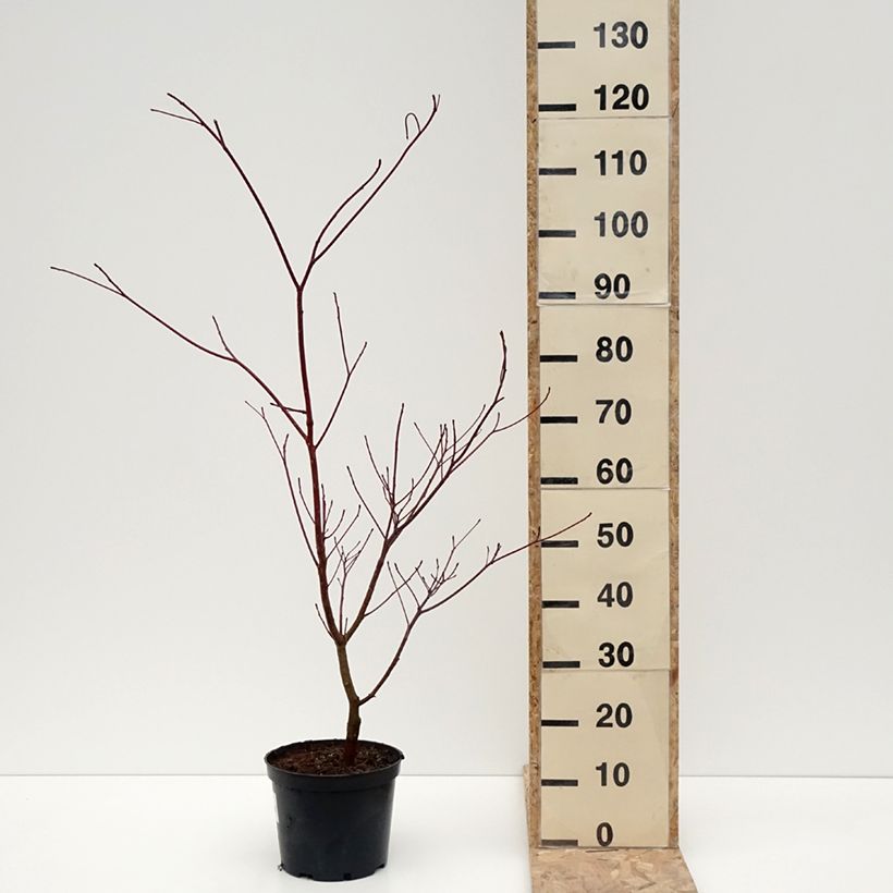 Exemplar von Benthams Hartriegel Laska - Cornus controversa Topf mit 4L/5L wie im Winter geliefert