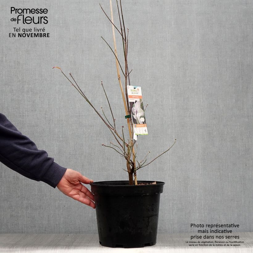 Exemplar von Amerikanischer Blumen-Hartriegel Cloud Nine - Cornus florida Topf mit 7,5L/10L wie im Herbst geliefert