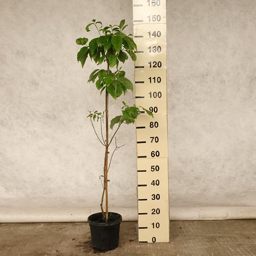 Exemplar von Amerikanischer Blumen-Hartriegel Cloud Nine - Cornus florida Topf mit 4L/5L wie im Sommer geliefert