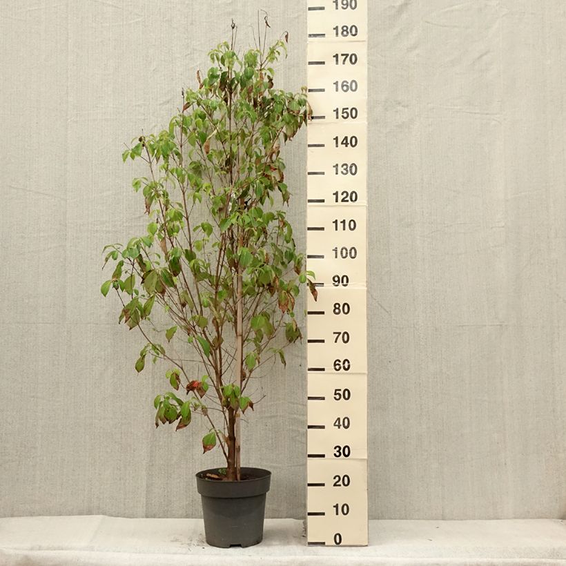 Exemplar von Amerikanischer Blumen-Hartriegel - Cornus florida Topf mit 7,5L/10L wie im Sommer geliefert