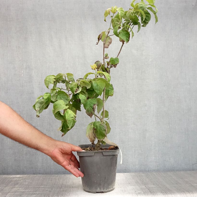 Exemplar von Amerikanischer Blumen-Hartriegel Rainbow - Cornus florida Topf mit 4L/5L wie im Sommer geliefert