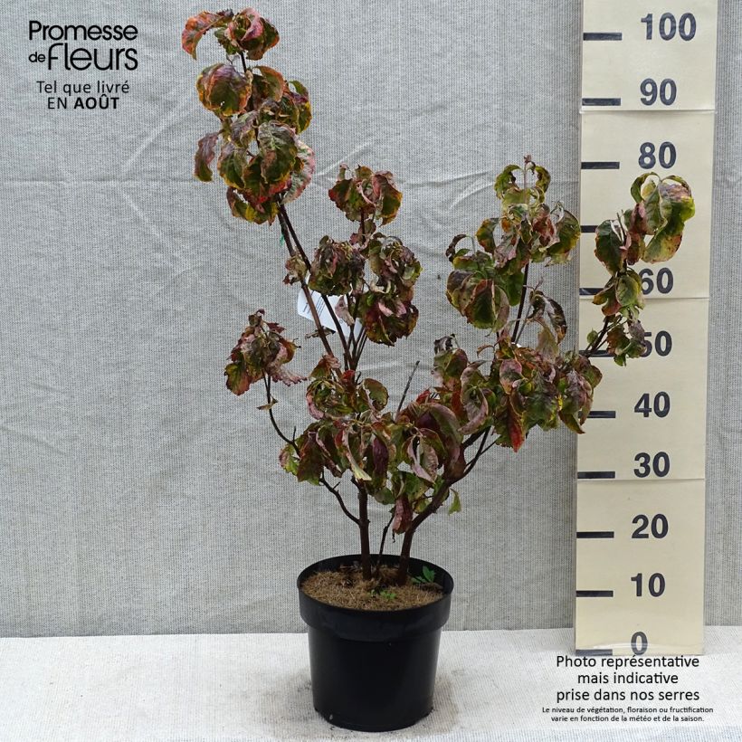 Exemplar von Amerikanischer Blumen-Hartriegel Rainbow - Cornus florida Topf mit 6L/7L wie im Sommer geliefert