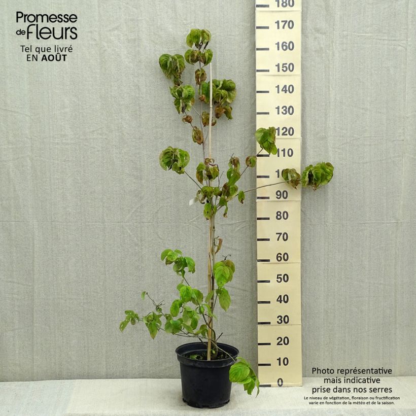 Exemplar von Amerikanischer Blumen-Hartriegel Rubra - Cornus florida Topf mit 6L/7L wie im Sommer geliefert