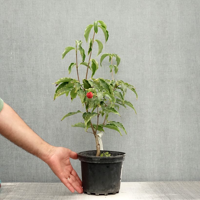 Exemplar von Japanischer Blumen-Hartriegel Big Apple - Cornus kousa Topf mit 3L/4L wie im Sommer geliefert