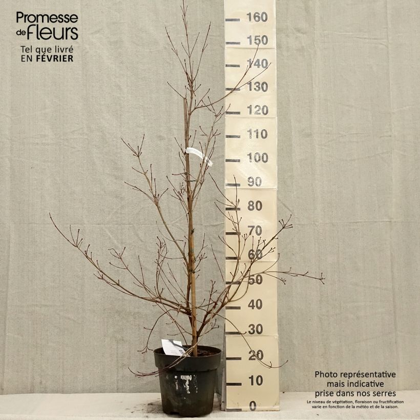 Exemplar von Japanischer Blumen-Hartriegel Blooming White Tetra - Cornus kousa Topf mit 7,5L/10L wie im Winter geliefert